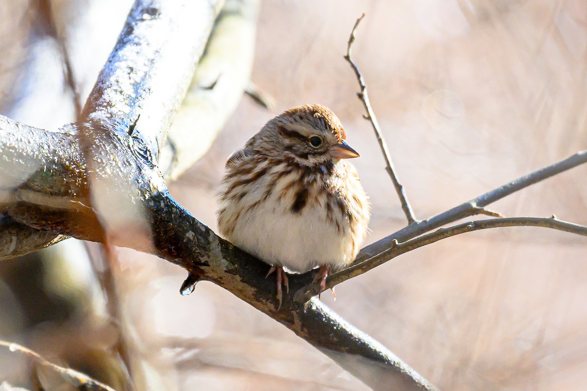 Song Sparrow - ML646321452
