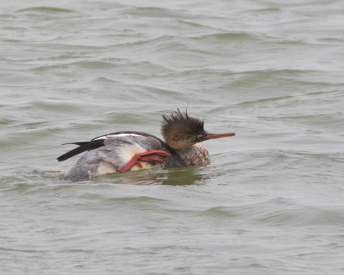 Red-breasted Merganser - ML646321453