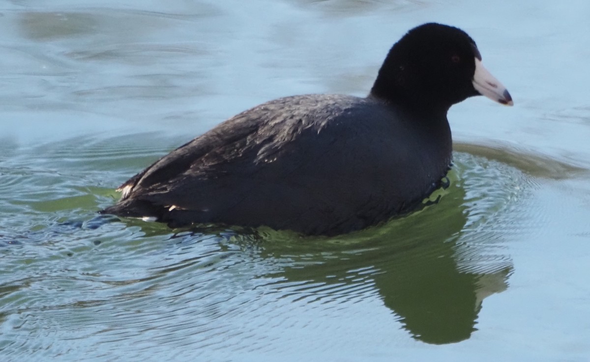 Лиска американська - ML646321455