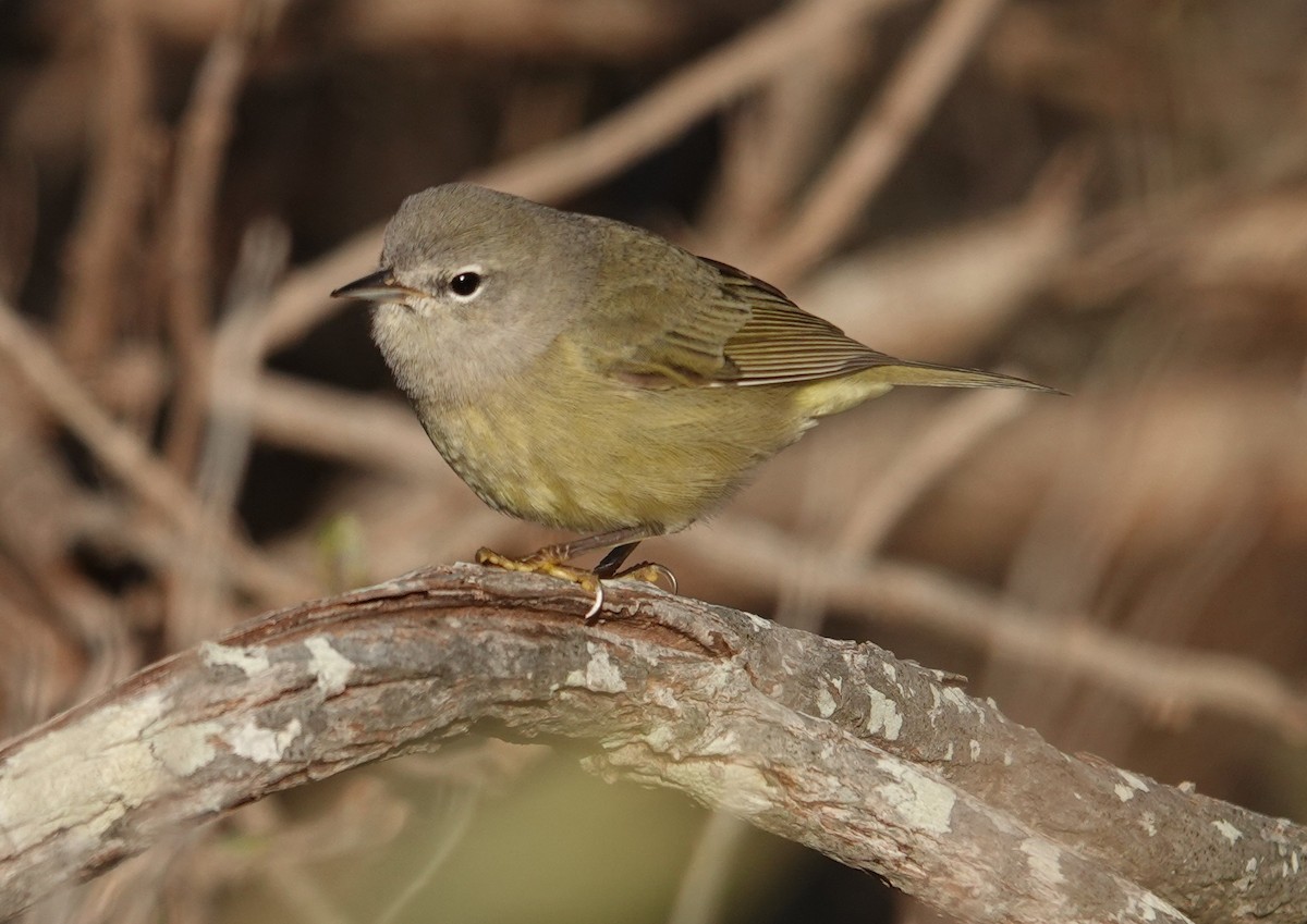 Orange-crowned Warbler - ML646321456