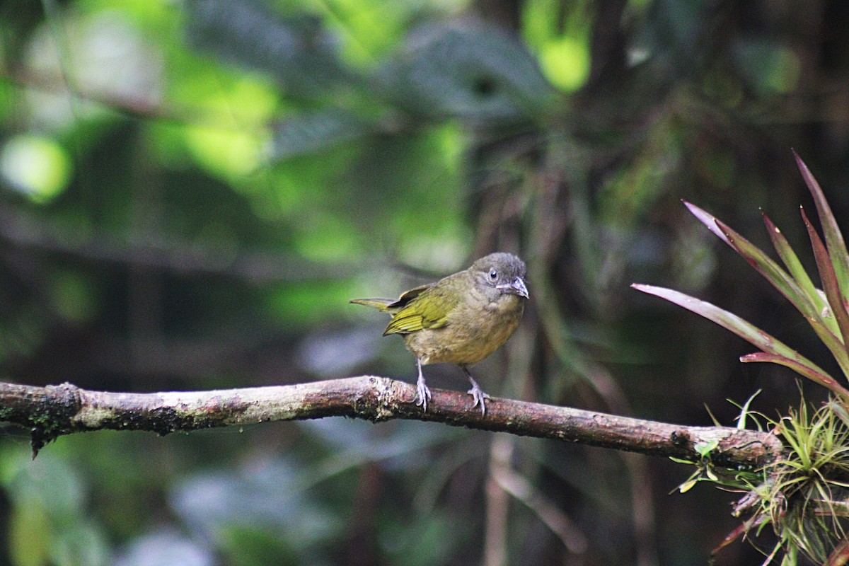 Ochre-breasted Tanager - ML646321463
