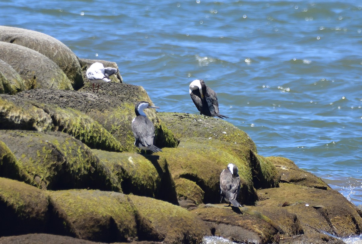 Pied Cormorant - ML646321465