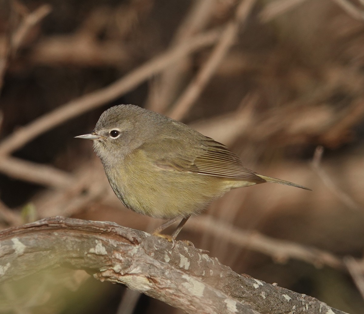 Orange-crowned Warbler - ML646321467