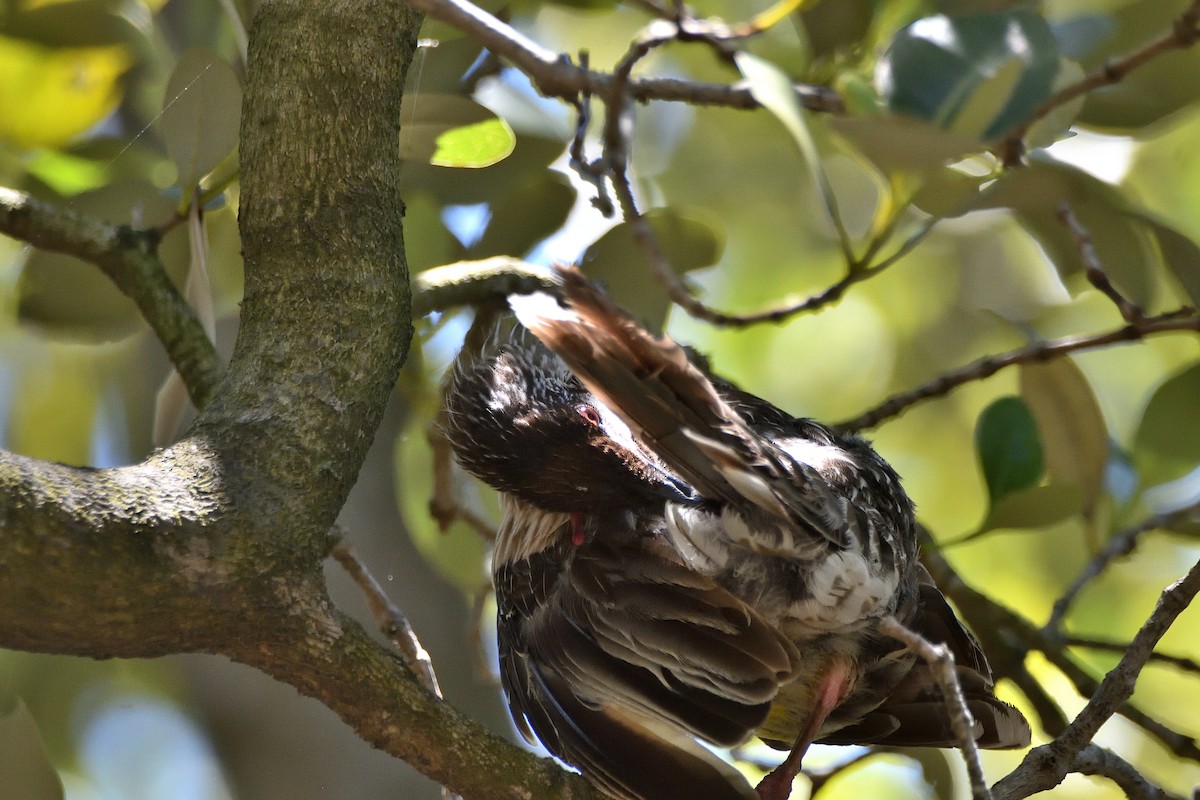 Red Wattlebird - ML646321468
