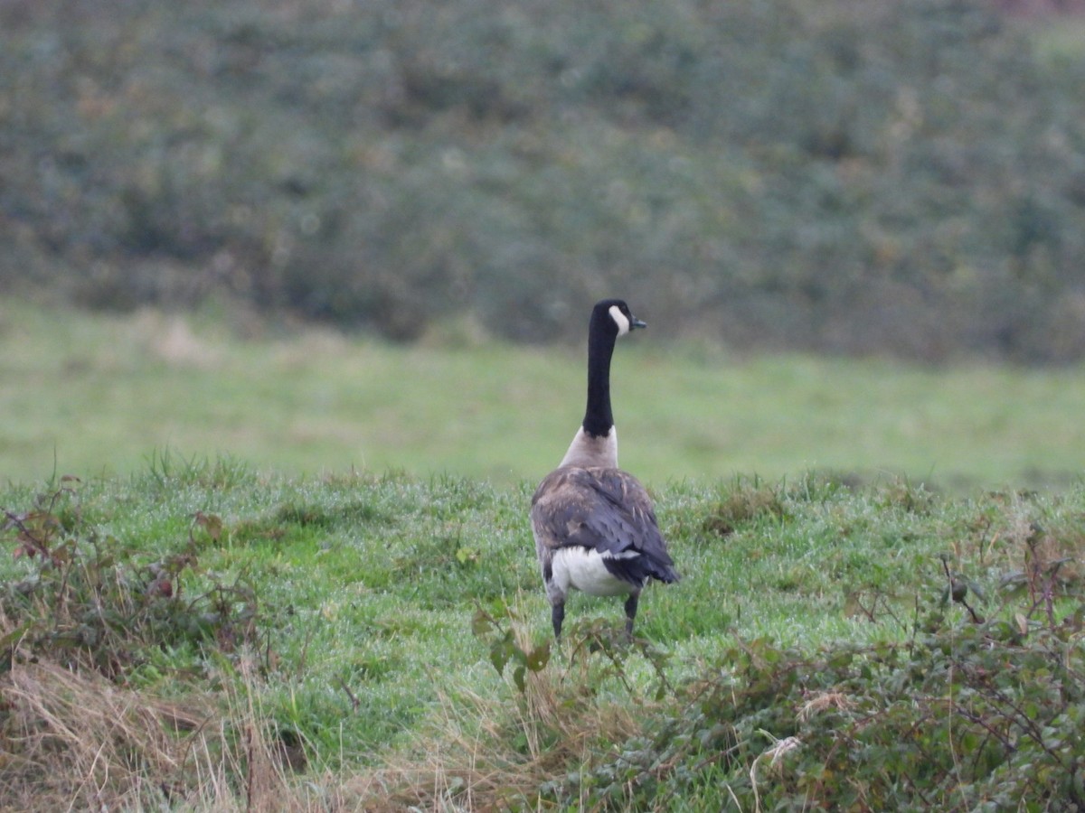 Canada Goose - ML646321469