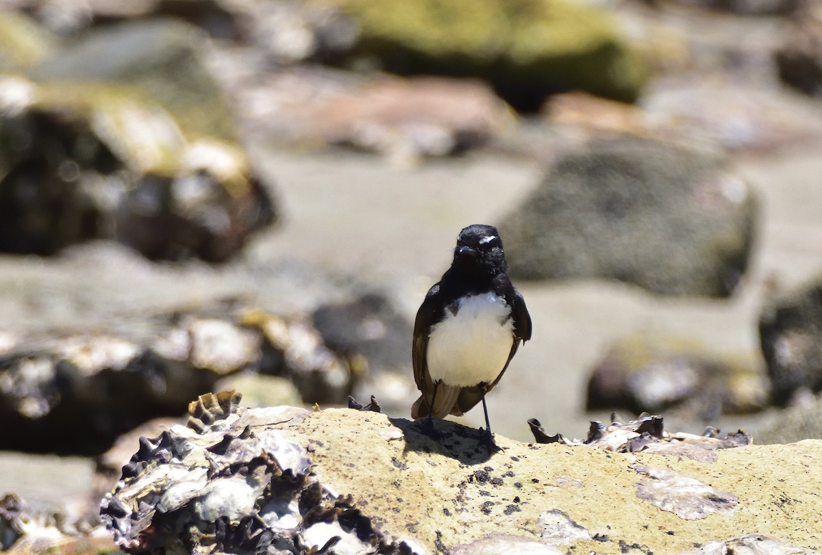 Willie-wagtail - ML646321474