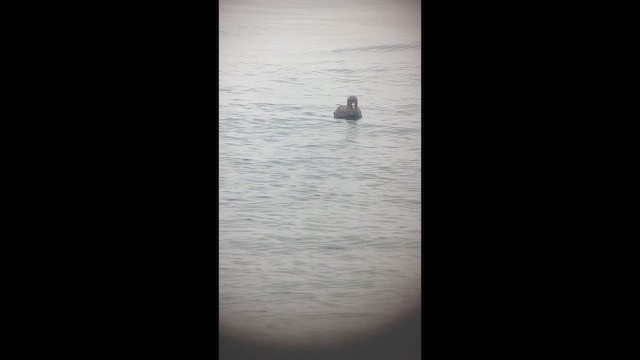 buřňák lední - ML646321484