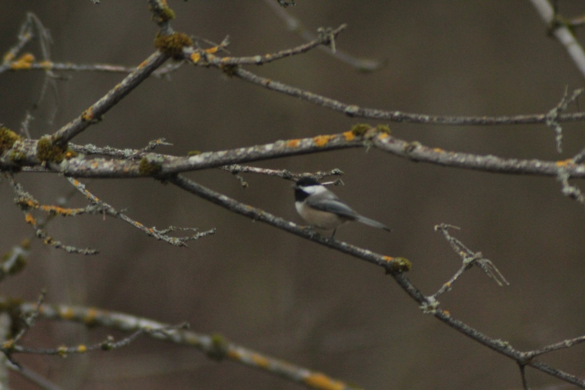 Black-capped Chickadee - ML646321485