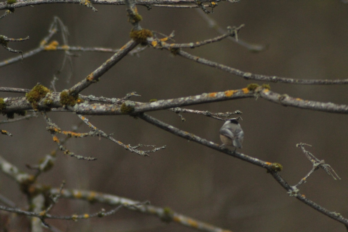 Black-capped Chickadee - ML646321486