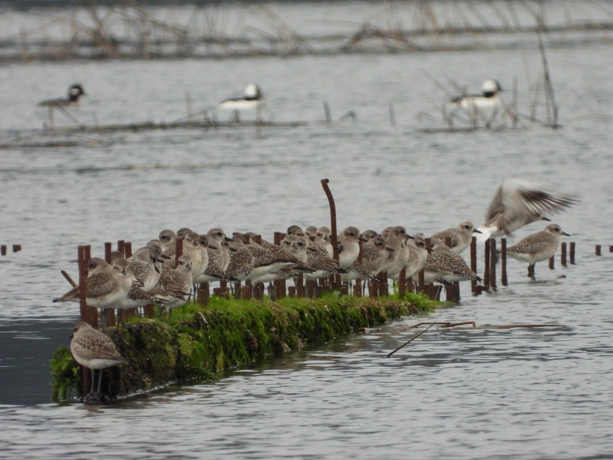 Bufflehead - ML646321495