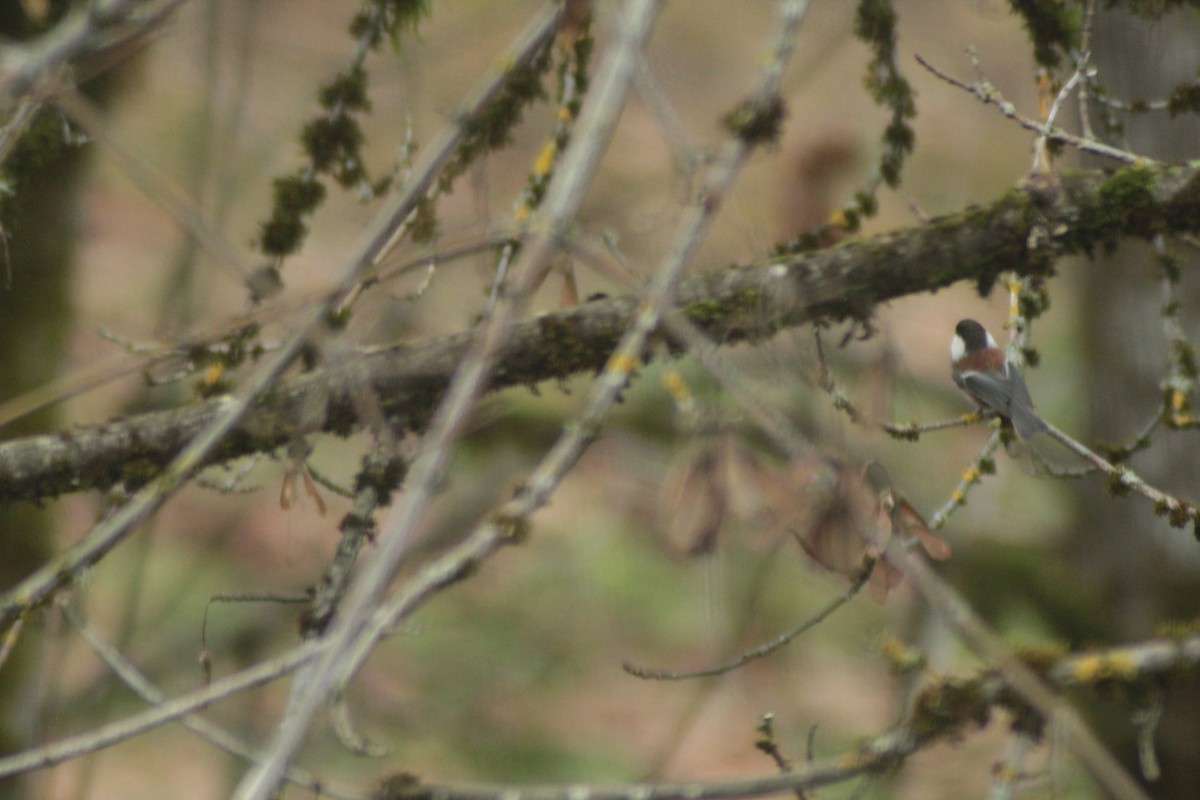 Chestnut-backed Chickadee - ML646321497