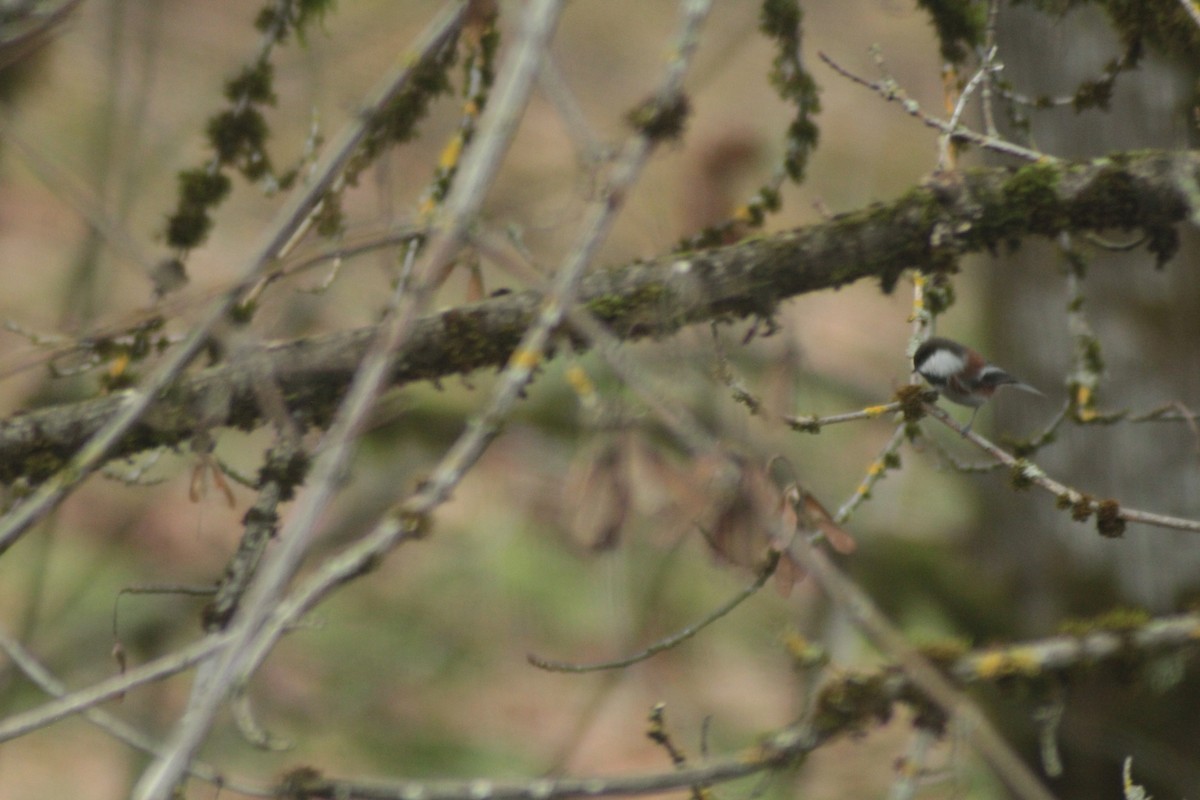 Chestnut-backed Chickadee - ML646321498