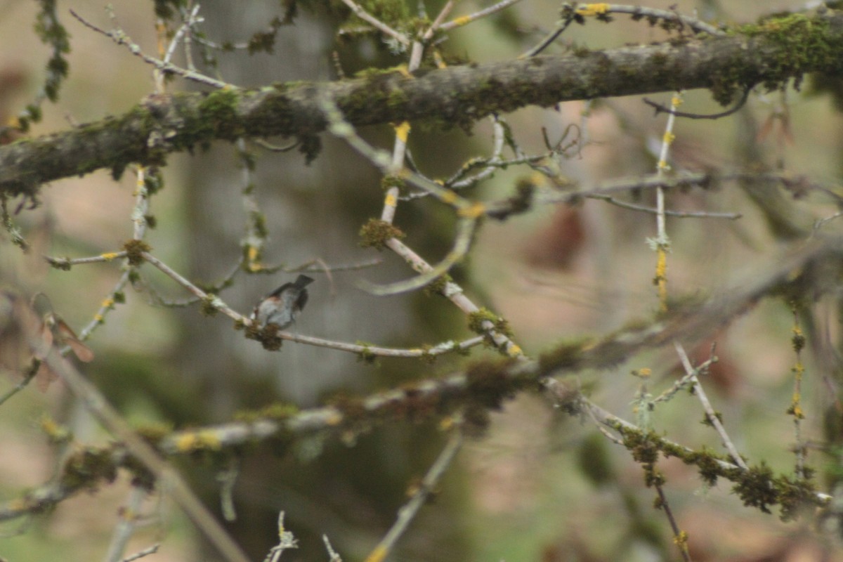 Chestnut-backed Chickadee - ML646321499