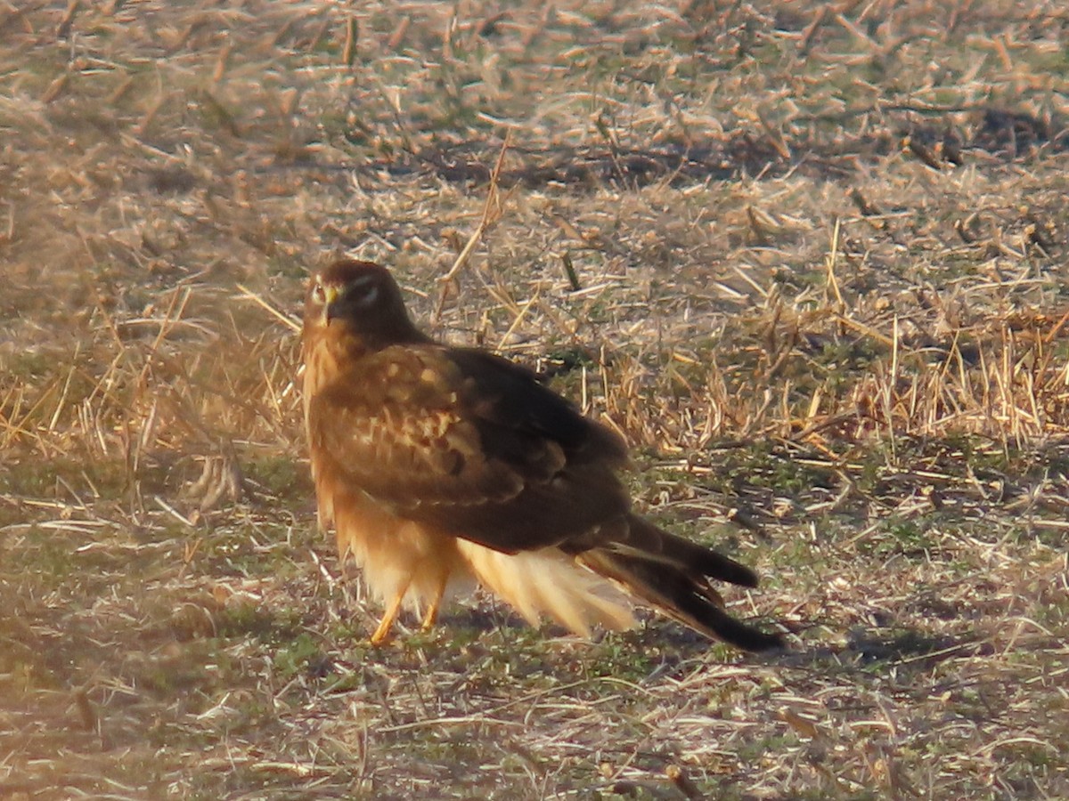 Northern Harrier - ML646321512