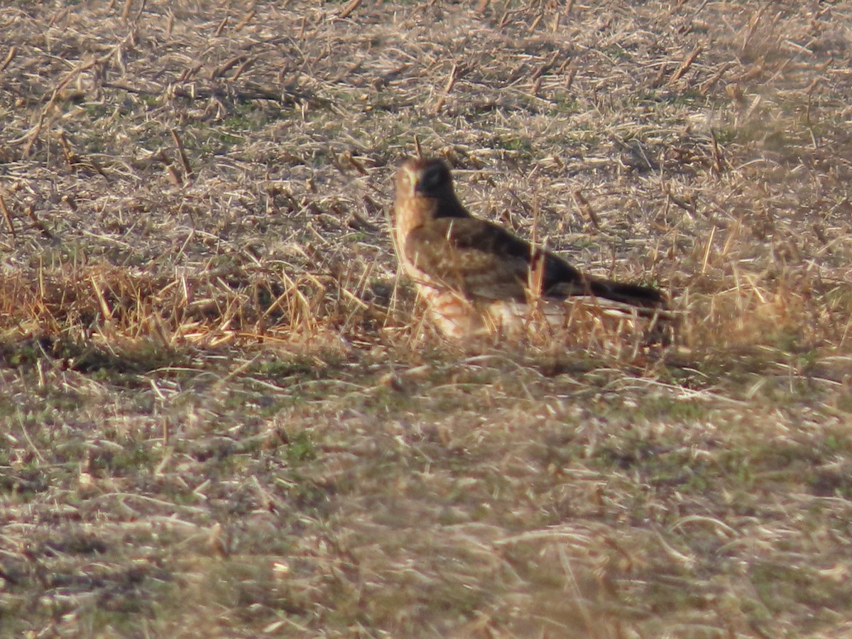 Northern Harrier - ML646321513