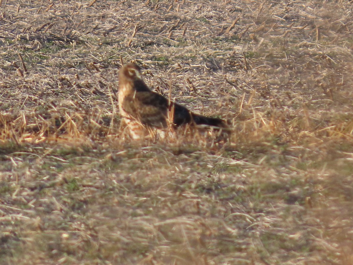 Northern Harrier - ML646321514
