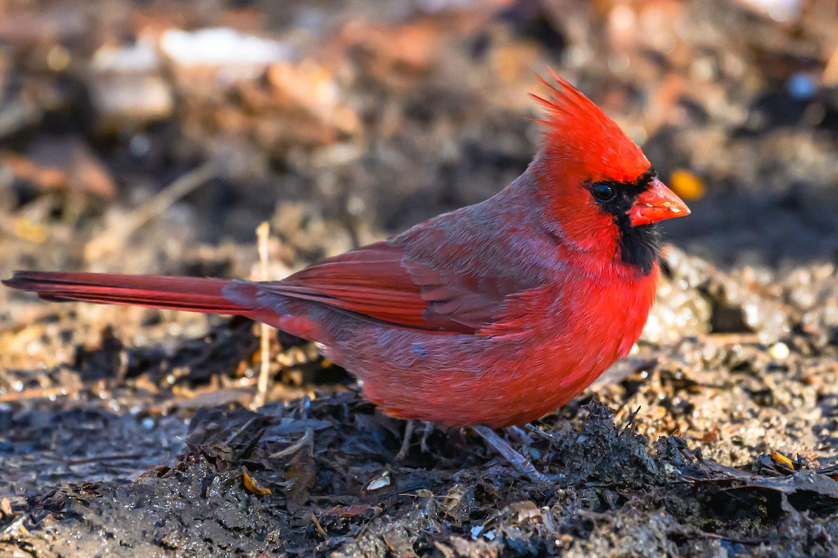 Northern Cardinal - ML646321526