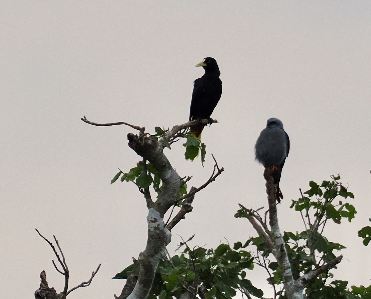 Crested Oropendola - ML646321529