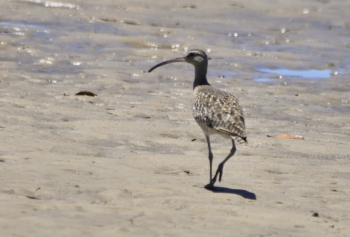 Eurasian Whimbrel - ML646321531