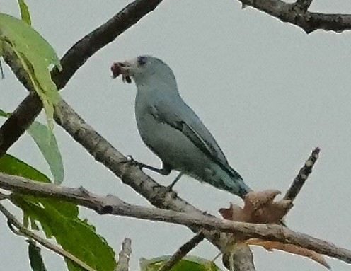 銅藍鶲 - ML646321556