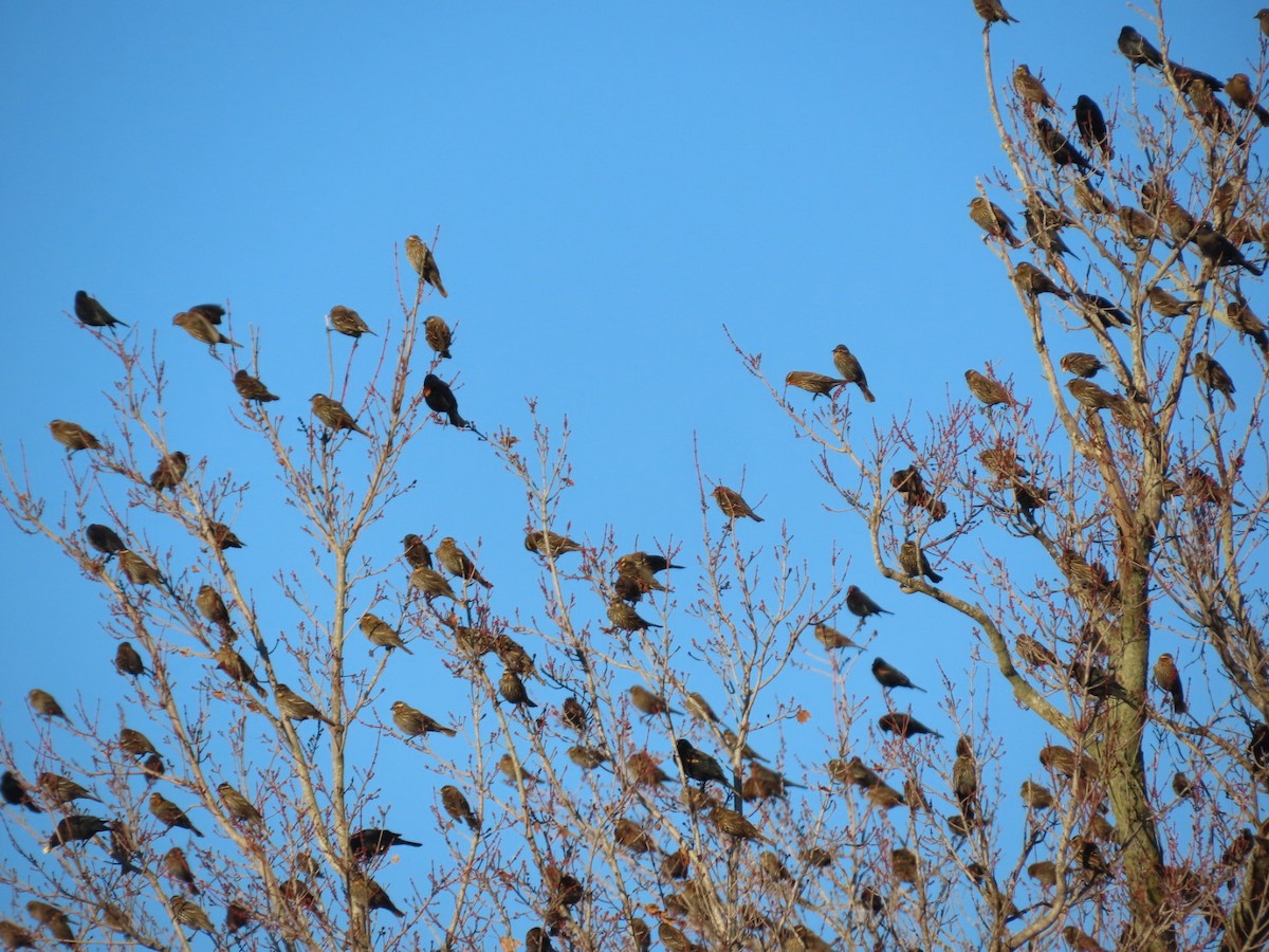 Red-winged Blackbird - ML646321557