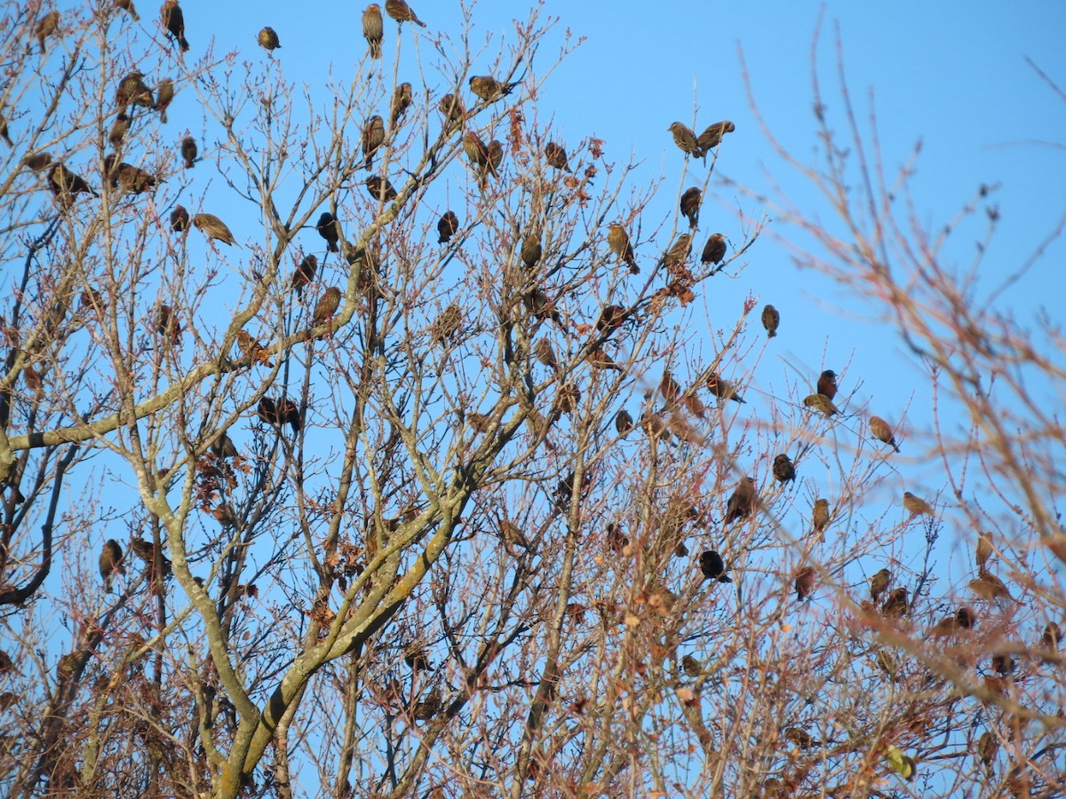 Red-winged Blackbird - ML646321558