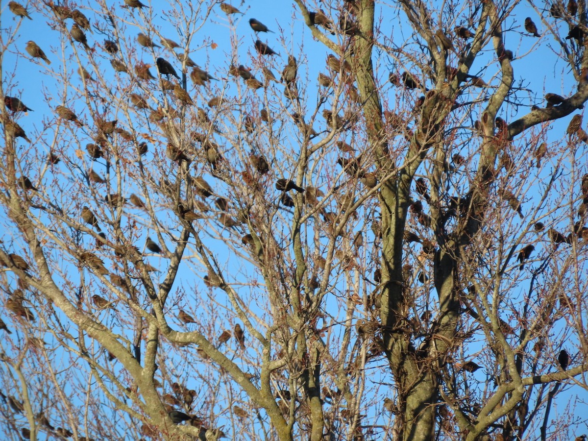 Red-winged Blackbird - ML646321559