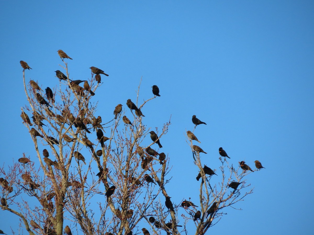 Red-winged Blackbird - ML646321560