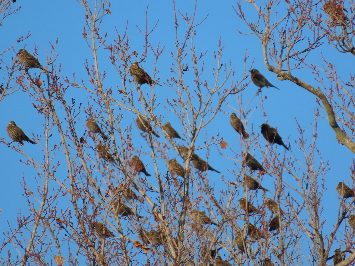 Red-winged Blackbird - ML646321561