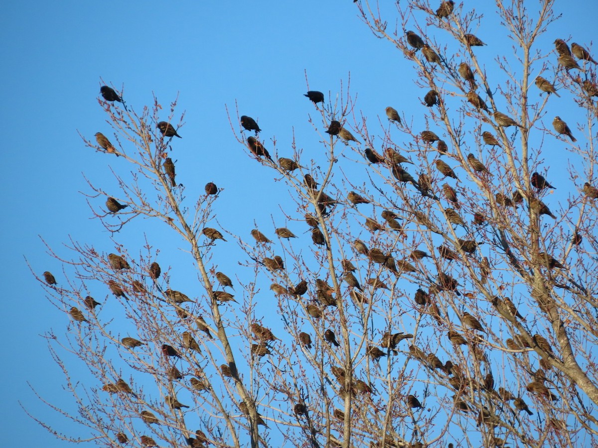 Red-winged Blackbird - ML646321562