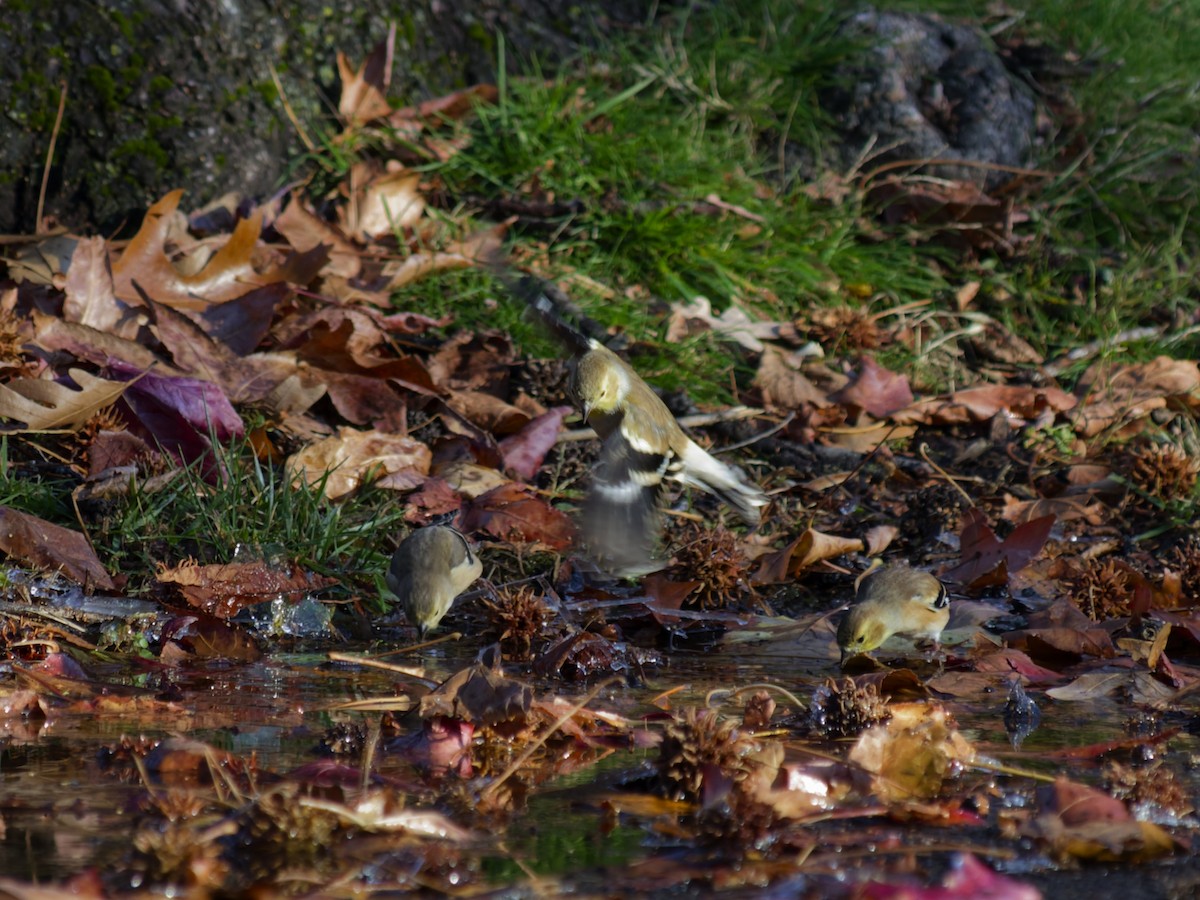 American Goldfinch - ML646321563