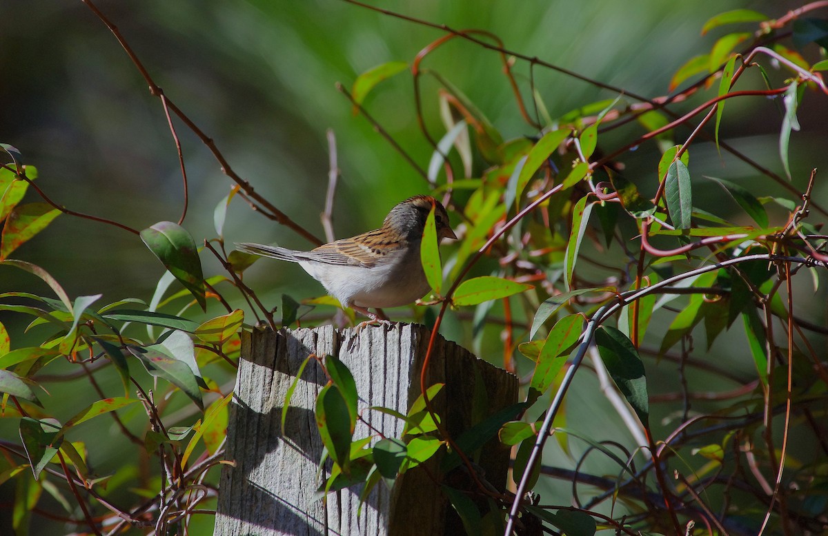 Chipping Sparrow - ML646321575