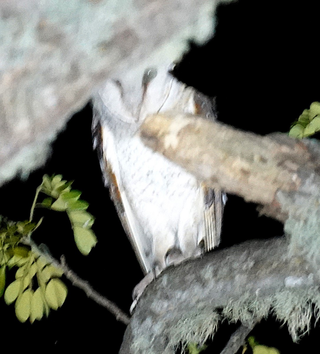 Eastern Barn Owl - ML646321582