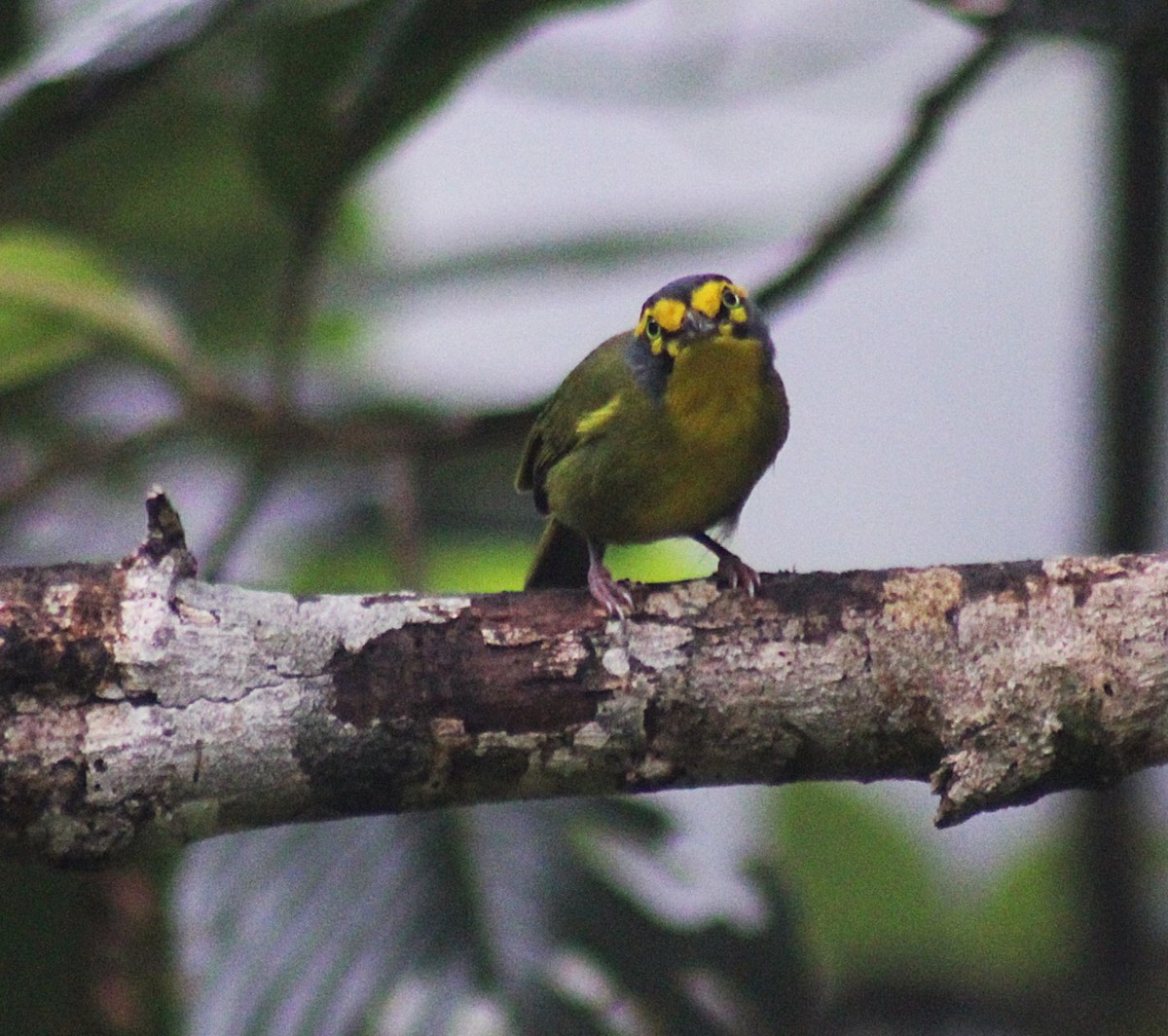 Віреон сіроголовий - ML646321585