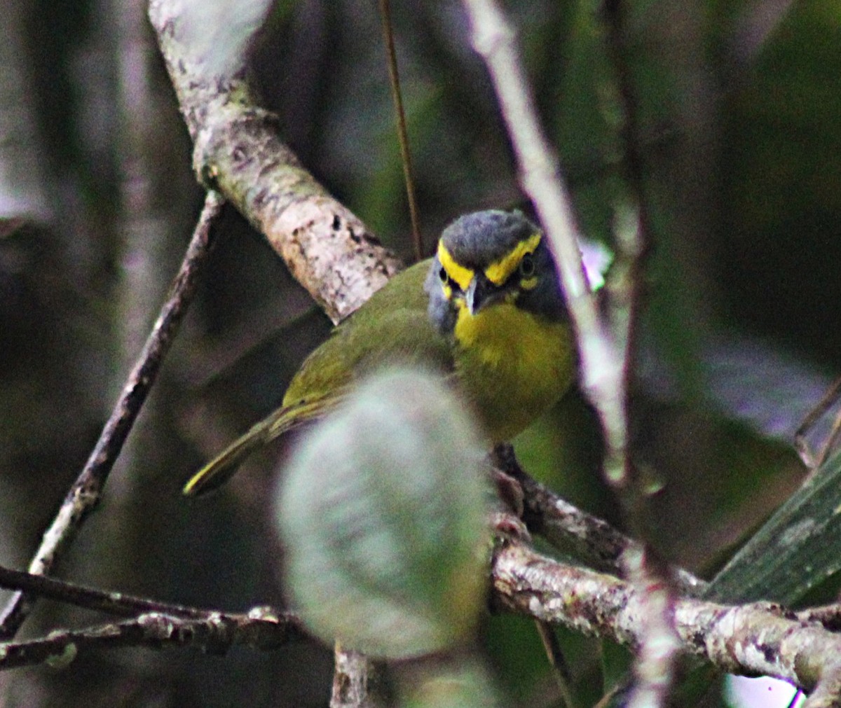 Віреон сіроголовий - ML646321586