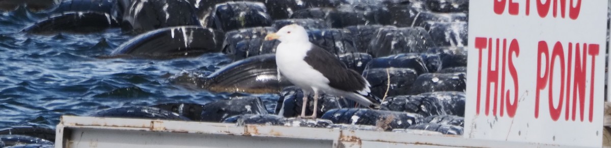 Great Black-backed Gull - ML646321597