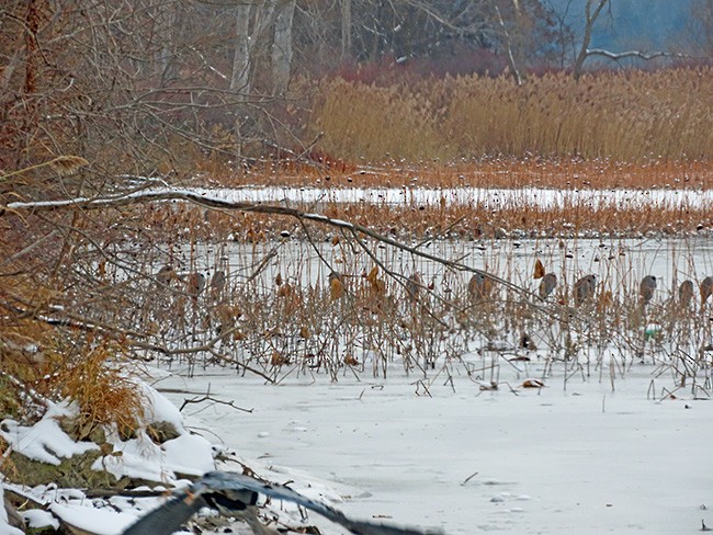 Great Blue Heron - ML646321615