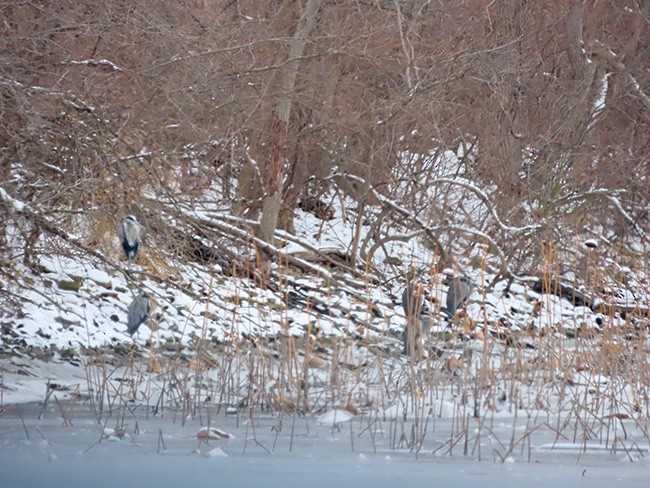 Great Blue Heron - ML646321618