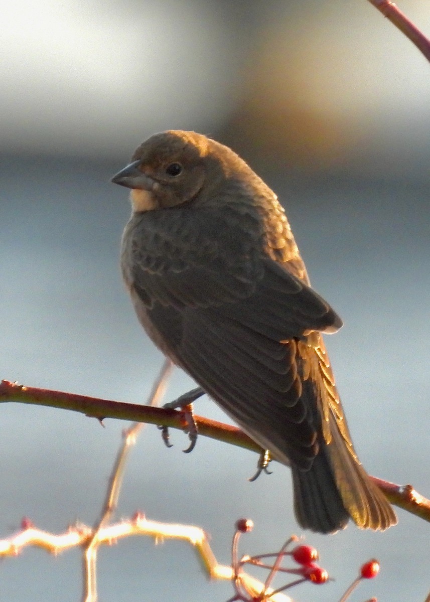 Brown-headed Cowbird - ML646321619