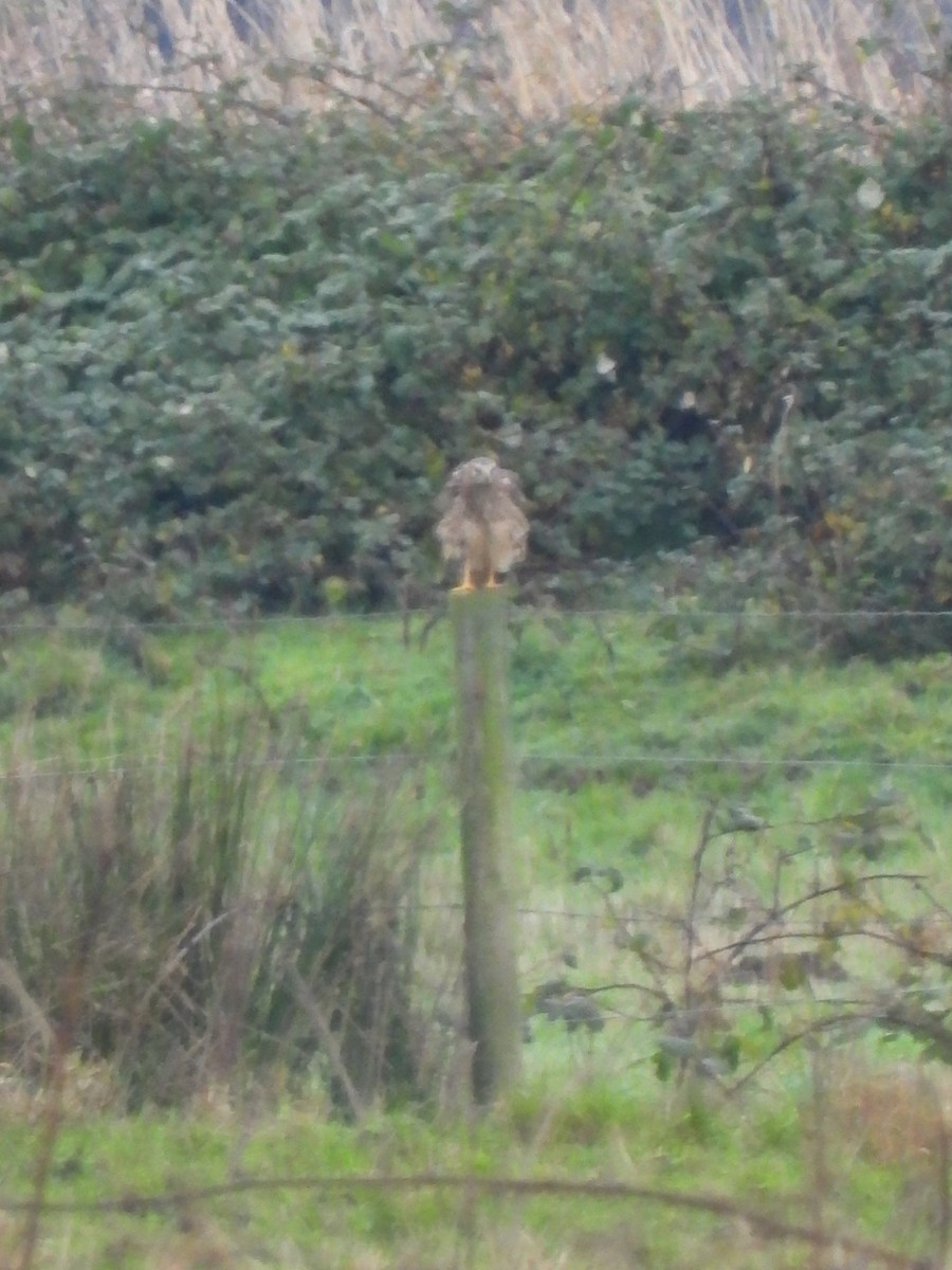 Northern Harrier - ML646321621