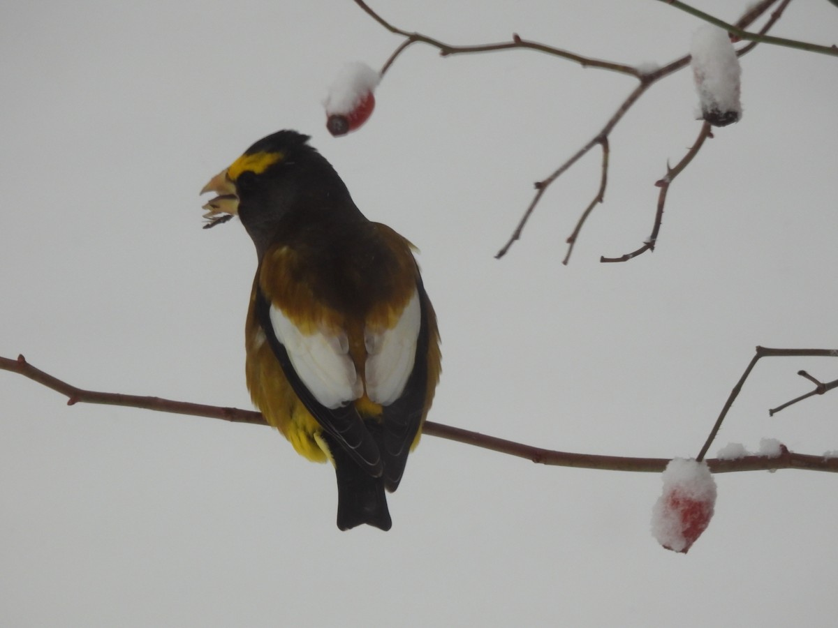 Evening Grosbeak - ML646321643