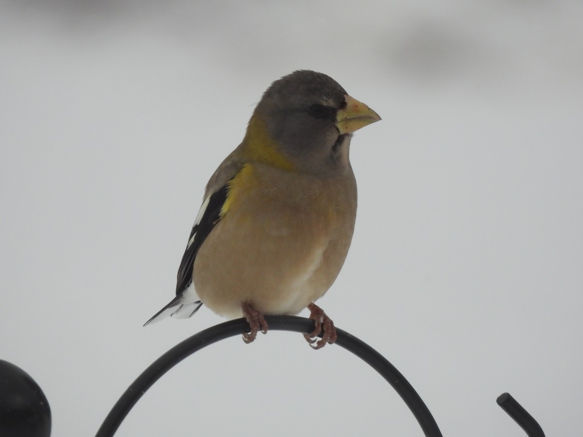 Evening Grosbeak - ML646321645