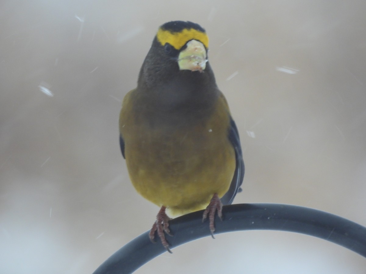 Evening Grosbeak - ML646321646