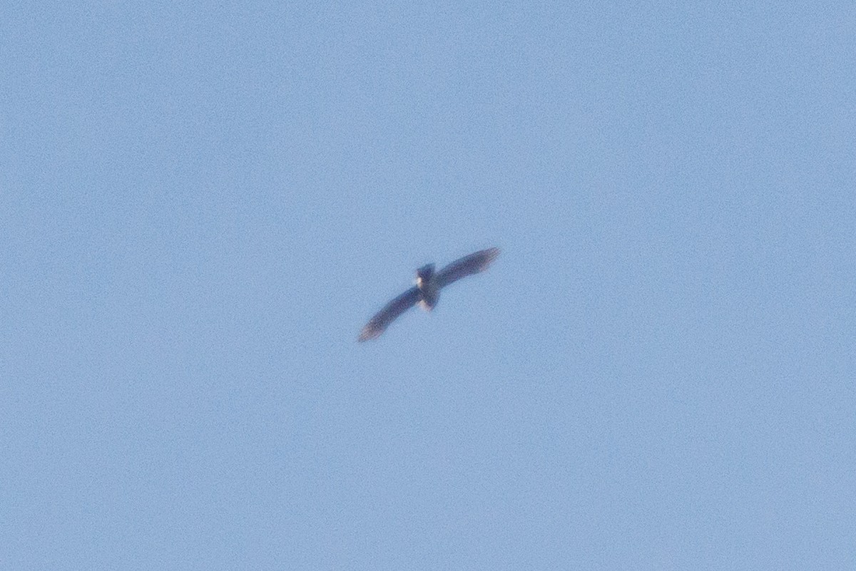 Cooper's Hawk/American Goshawk - ML646321655