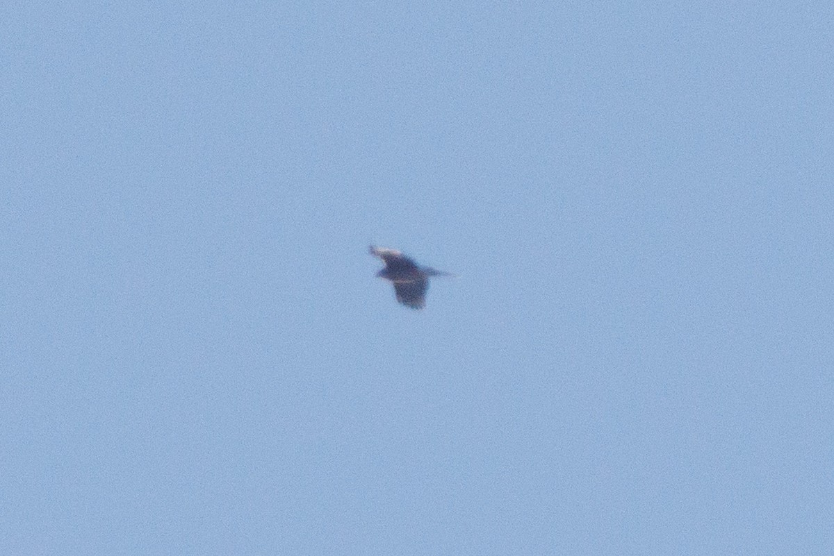 Cooper's Hawk/American Goshawk - ML646321656