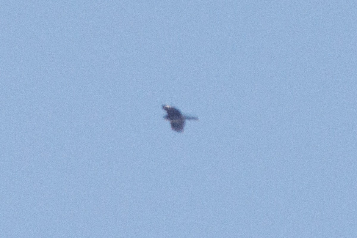 Cooper's Hawk/American Goshawk - ML646321660