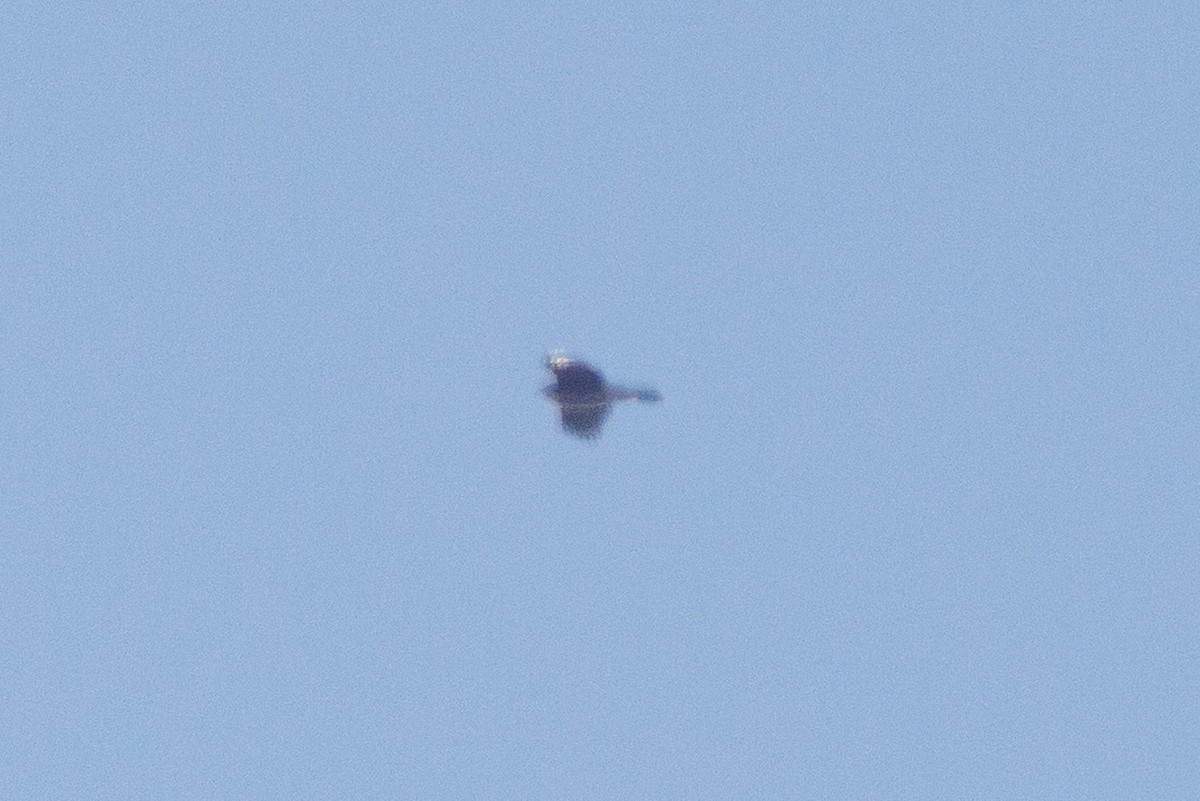 Cooper's Hawk/American Goshawk - ML646321661