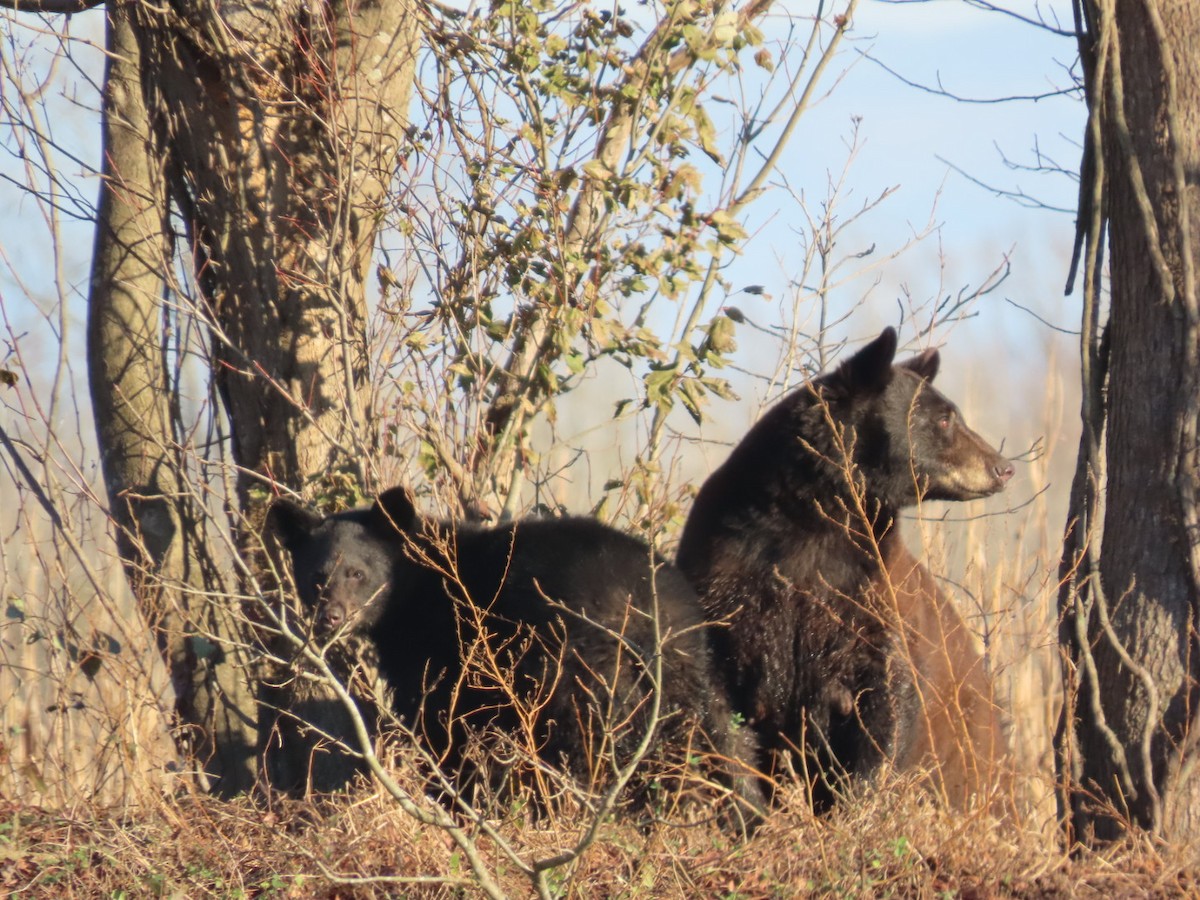 Animali - ML646321669