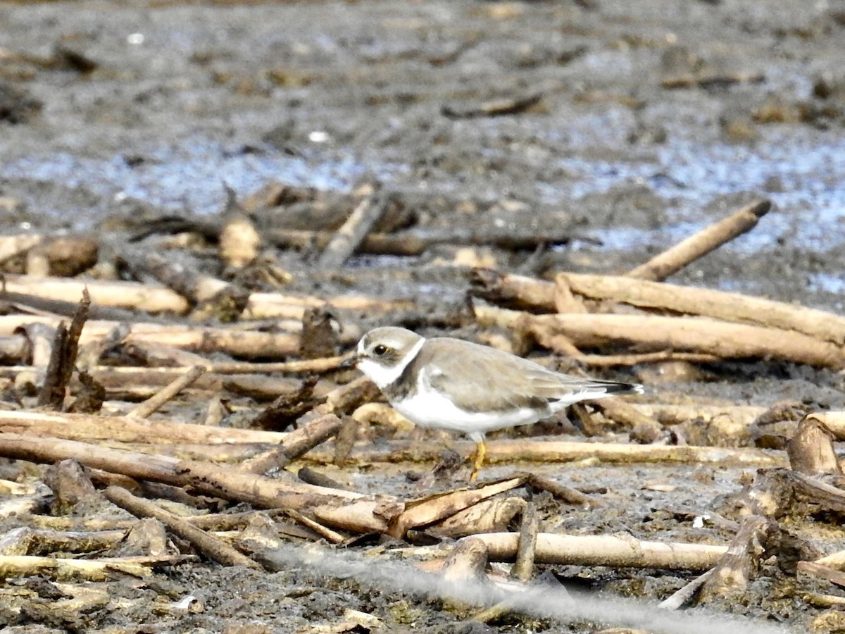 kulík kanadský - ML646321674