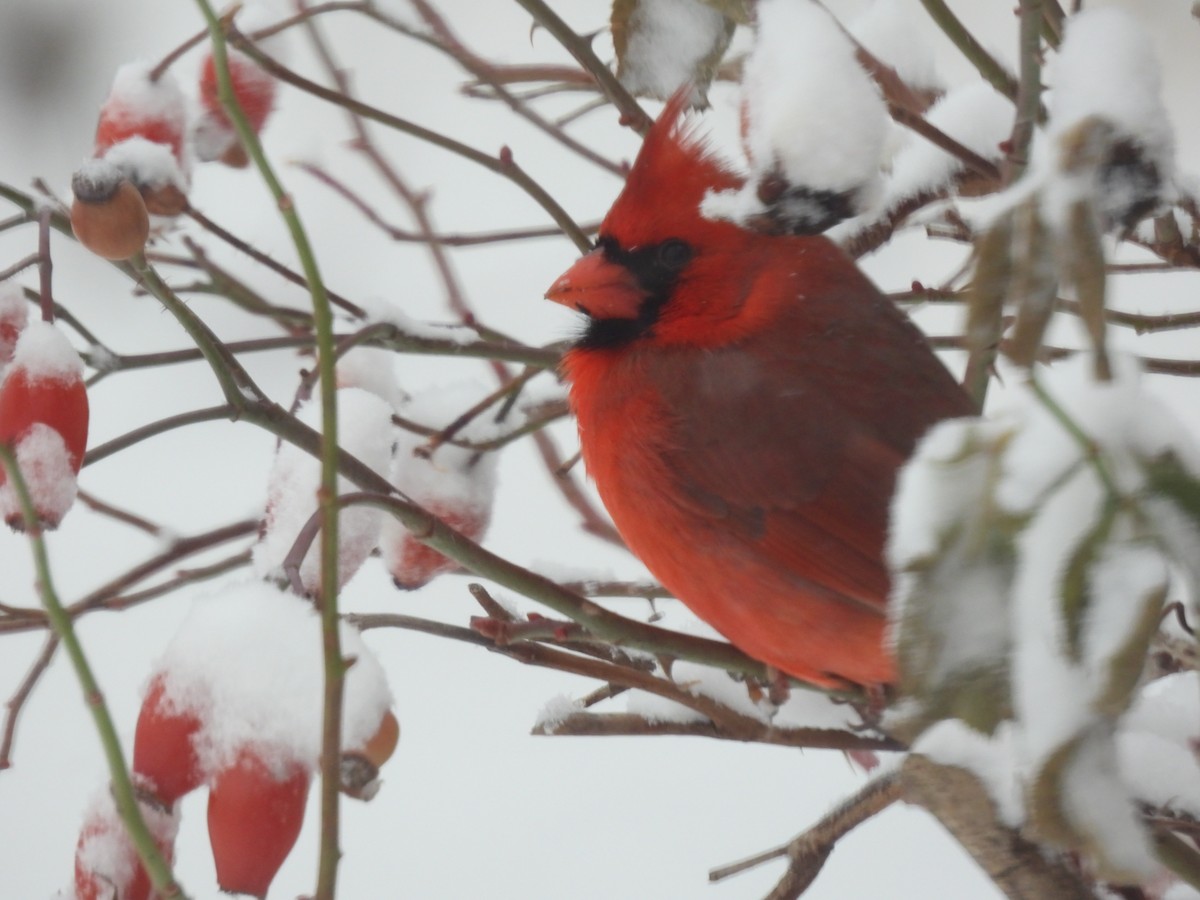 Northern Cardinal - ML646321682